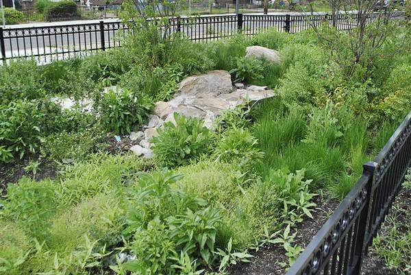 ogród deszczowy w pobliżu ulicy (źródło httplandarchs.comrain-gardens-essential-guide)