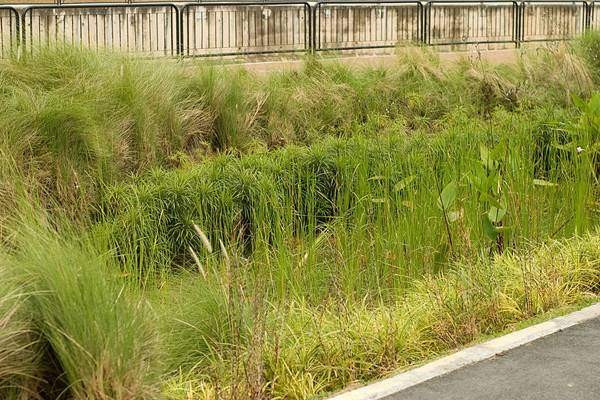 przykład ogrodu deszczowego (źródło httplandarchs.comrain-gardens-essential-guide)