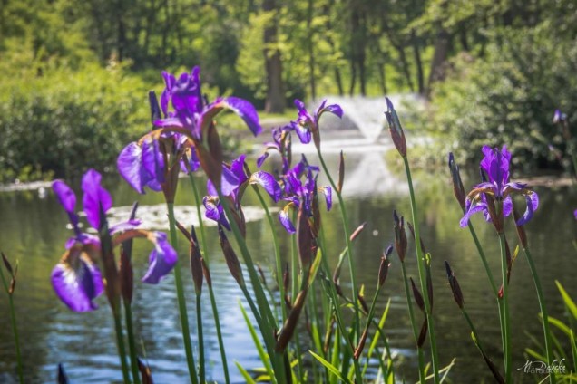park Miejski w Starogardzie Gdańskim