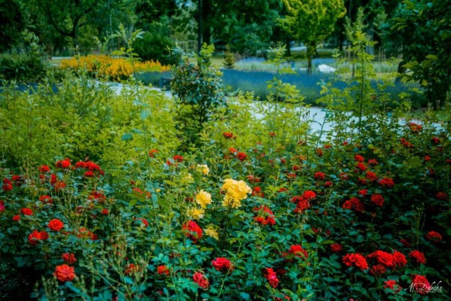 park Miejski w Starogardzie Gdańskim