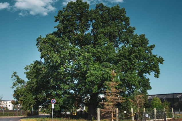 dąb szypułkowy Robert