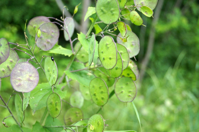 Miesięcznica roczna