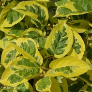 Aktinidia ostrolistna Hokey Pokey 
