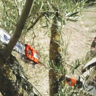 Źródło: Husqvarna