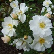 Rosa Anisade