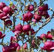 Magnolia Genie