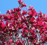 Magnolia Genie