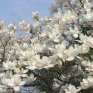 Magnolia Genie