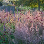 ogród jardin plume