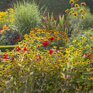 ogród jardin plume