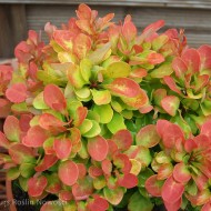 Berberys thunberga „Anna”
