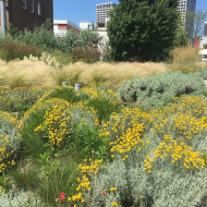 sponge garden w rotterdamie, ogród retencyjny