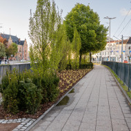 chodnik pomiędzy bujnymi roślinami na zieleńcu w Hucisku