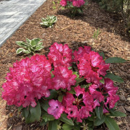rododendrony w geometrycznym ogrodzie