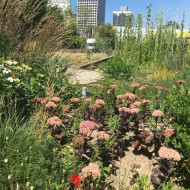 sponge garden w rotterdamie, ogród retencyjny