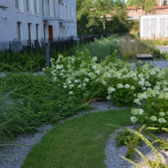 Zielona łąka na osiedlu w Krakowie