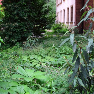 Tak wygląda jeden z najbardziej niezwykłych ogrodów Krakowa