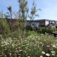 sponge garden w rotterdamie, ogród retencyjny