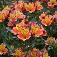 Alstremeria INDIAN SUMMER® 