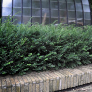 ogród wśród drzew z basenem, projekt