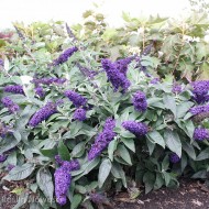 Budleja Davida ROCKETSTAR INDIGO®