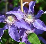 Clematis Kaiser
