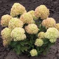Hydrangea paniculata Jane