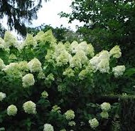 Hydrangea paniculata Jane