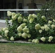 Hydrangea paniculata Jane