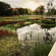 Niepołomickie Błonia: wyjątkowy park nad Wisłą