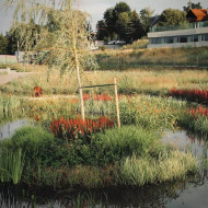 Niepołomickie Błonia: wyjątkowy park nad Wisłą