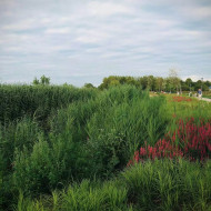 Niepołomickie Błonia: wyjątkowy park nad Wisłą