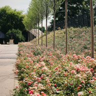 Niepołomickie Błonia: wyjątkowy park nad Wisłą