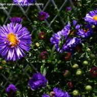 aster