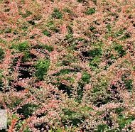 Berberis Natasza
