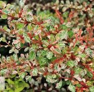 Berberis Natasza
