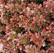 Berberis Natasza