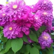 Clematis Kaiser