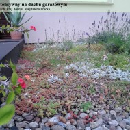 Dach ekstensywny