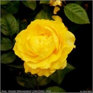Rosa Anisade