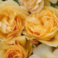 Rosa Anisade