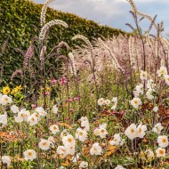 ogród jardin plume
