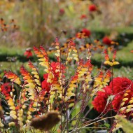 ogród jardin plume