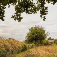 ogród jardin plume