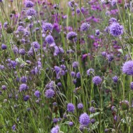 ogród jardin plume