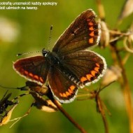 motyl