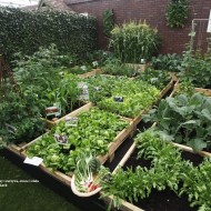 Ogród ziołowy
