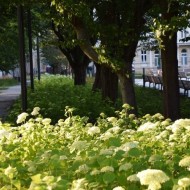 Park Moniuszki w Łodzi