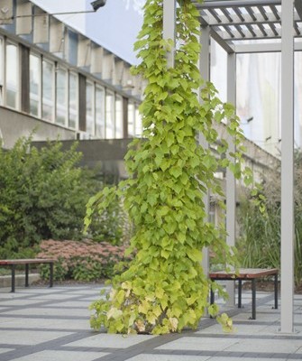 Pergola