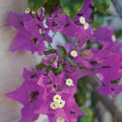Bougainvillea ‘New River’